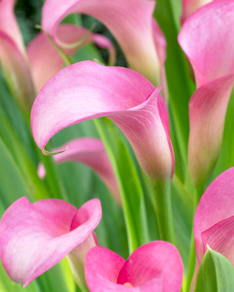 Zantedeschia Rehmanii 1-pakning